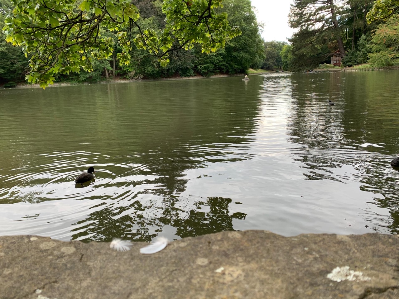 2 donsveertjes wegdwarrelend 